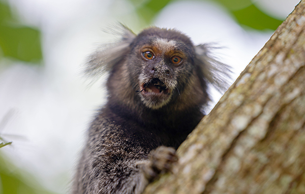 Close-up view of a black lion tamarin climbing the tree looking at the camera Close-up view of a black lion tamarin climbing the tree looking at the camera