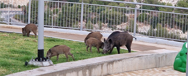 משפחת חזירי בר בחיפה משפחת חזירי בר בחיפה