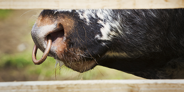 Close up of an English Longhorn bull with a nose ring.