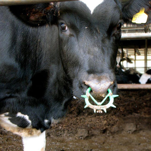 נזם עם דוקרנים באף של עגל שחור לבן ברפת חלב בישראל