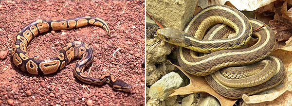 נחש בירית ופיתון מלכותי