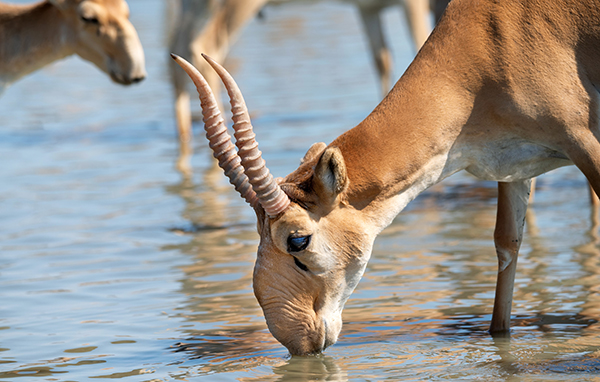 Saiga antelope or Saiga tatarica drinks in steppe