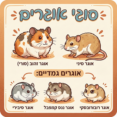 סוגי אוגרים מאוירים