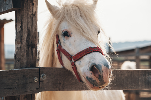 Cutest white horse portrait, lovely face Cutest white horse portrait, lovely face