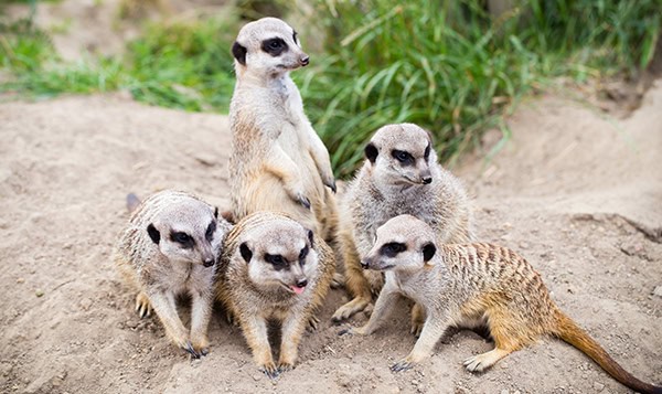 Meerkat, Suricata, suricatta also known as the suricate. Wildlif