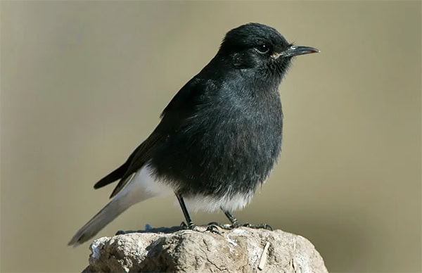 סלעית שחורה