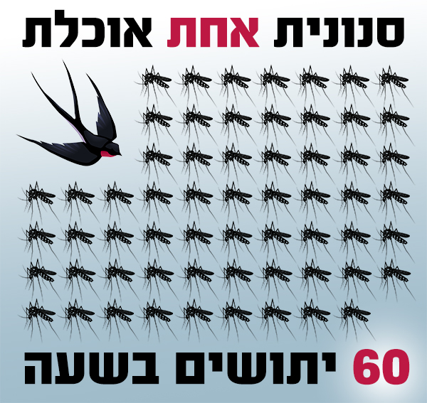 Four swallows. אינפוגרפיקה כמה יתושים יכולה לחסל סנונית בשעה