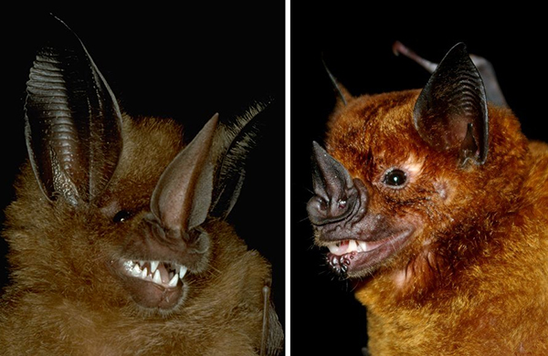 עטלפי חוטם עלה