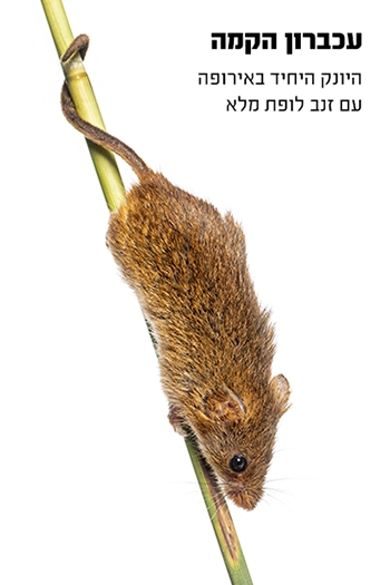 עכברון הקמה 350