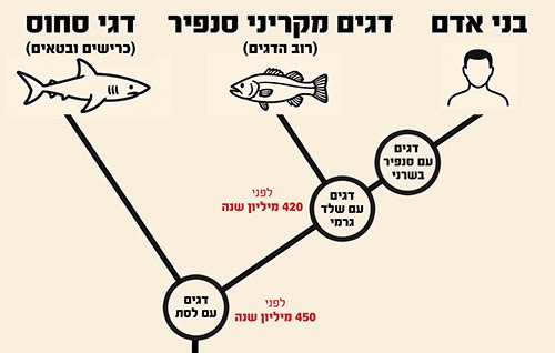 עץ פילוגנטי גרם סחוס אדם האם ידעתם שאנחנו יותר קרובים אבולוציונית לדג בס - מאשר דג בס קרוב לכריש?
