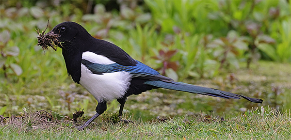 עקעק זנבתן עם חומר קינון טבעי במקור