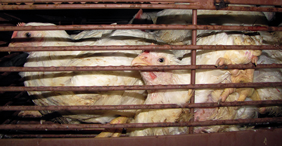 פטמים בכלוב הובלה