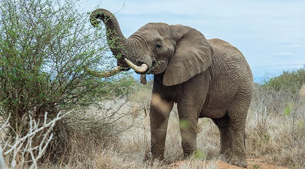 A majestic elephant browsing on foliage in the scenic landscapes of a national park in Eswatini during daylight A majestic elephant browsing on foliage in the scenic landscapes of a national park in Eswatini during daylight