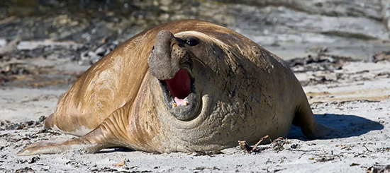 פיל ים דרומי