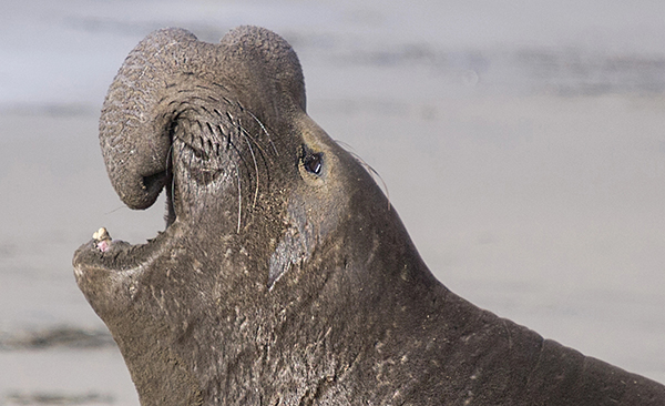 Adult male elephant seal, bull, Mirounga angustirostris, Ano Nue