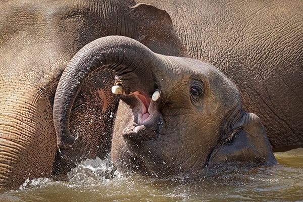 Small elephant playing with water in river Small elephant playing with water in river
