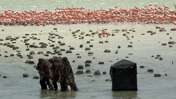 פלמינגואים