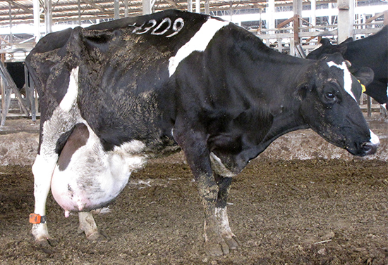 פרה ברפת חלב בישראל