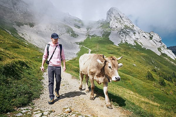 Happy traveler with cow in mountain