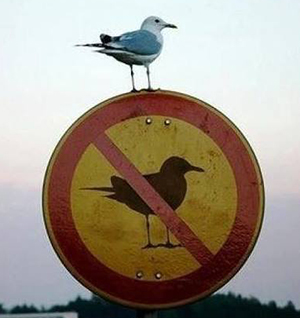 ציפור יושבת על שלט נגד ציפורים