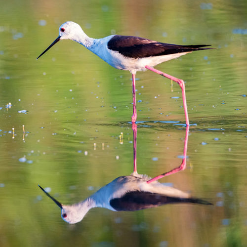 ציפור משתפקת במים