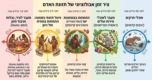 ציר זמן אבולוציוני של שינויי התזונה העיקריים בשושלת שלנו