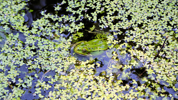 Green frog in the swamp צפרדע בביצה