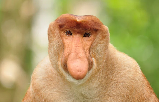 חתיייך, יש לך יומולדת היום? אז למה הבלון?