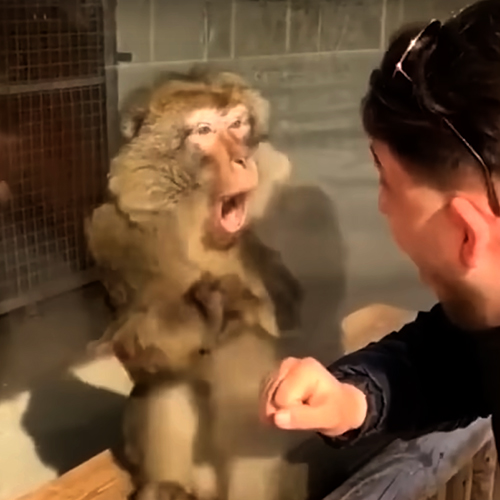 קוף מופתע מקסם מעבר לקיר זכוכית