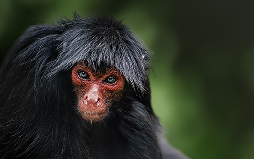 Red-faced Spider Monkey (Ateles paniscus)