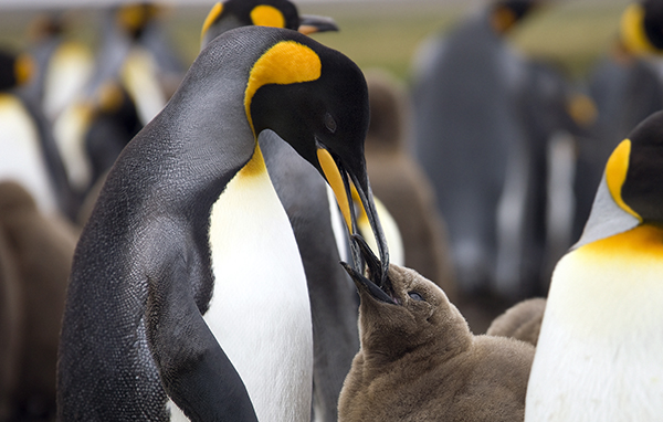 King Penguin feeding chick - Falkland Islands