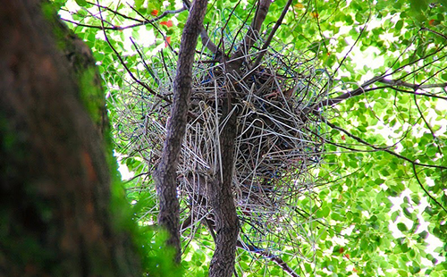 קן קולבים על עץ