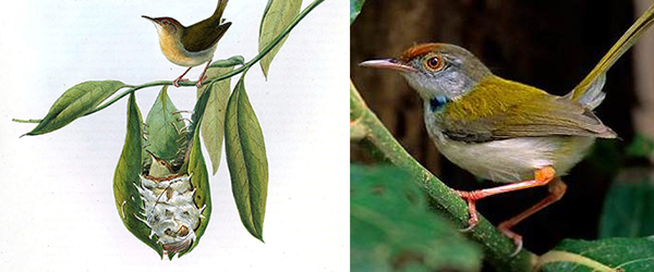 קן של תפרית מצויה ותפרית