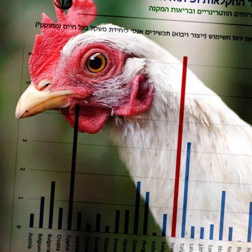 גרף שימוש באנטיביוטיקה במשקי חי על רקע פני תרנגול