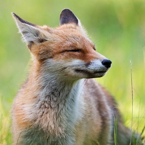 שועל עוצם עיניים בהנאה ומתרכז ברחרוח