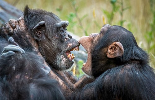 Chimpanzees interacting in nature.