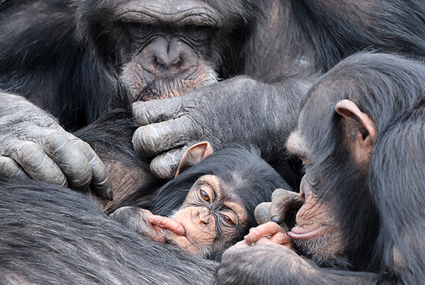 Baby chimpanzee (Pan troglodytes) and parent in natural habitat