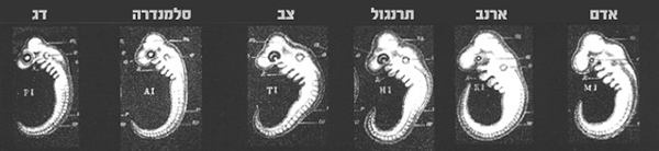 שישה חולייתנים נראים דומים למדי בתחילת חייהם שישה חולייתנים נראים דומים למדי בתחילת חייהם