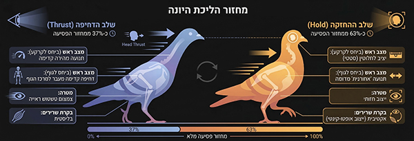 שלב הדחיפה ושלב האחיזה