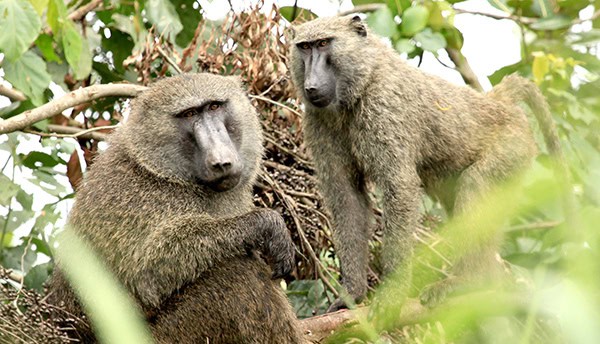 Olive Baboon - Bigodi Wetlands - Uganda, Africa