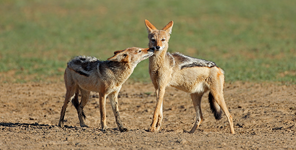 Pair of black-backed jackals שני תנים צעירים