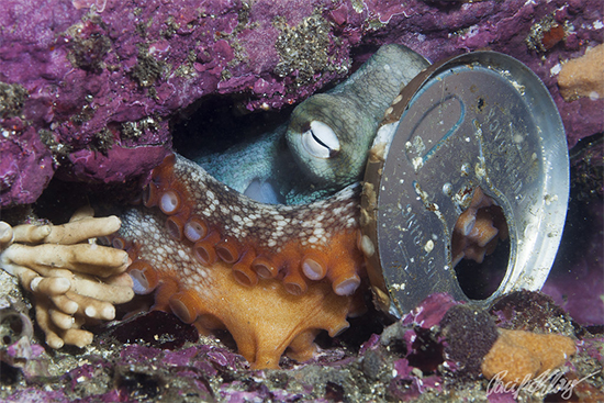 תמנון משתמש בשבר פחית חלוד כמגן