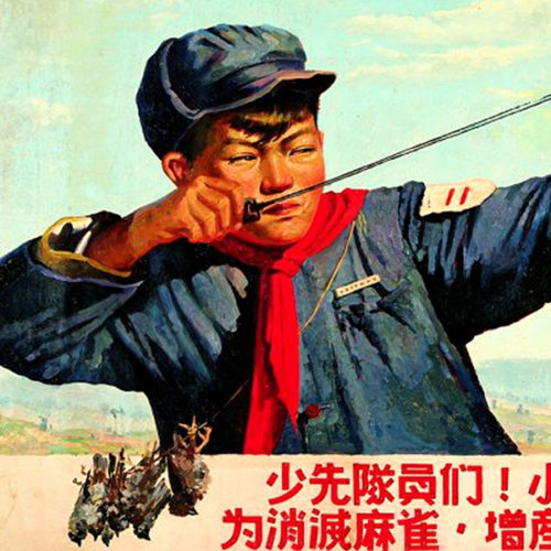 תעמולה סינית למען הרג דרורים