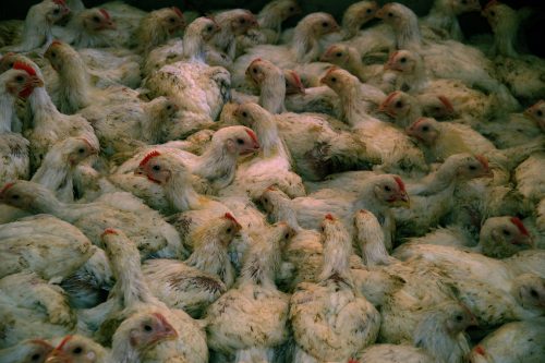 תרנגולים צפופים מטונפים בלול בשר