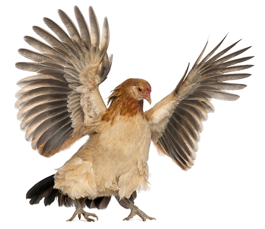 Hen flying against white background תרנגולת מותחת כנפיים