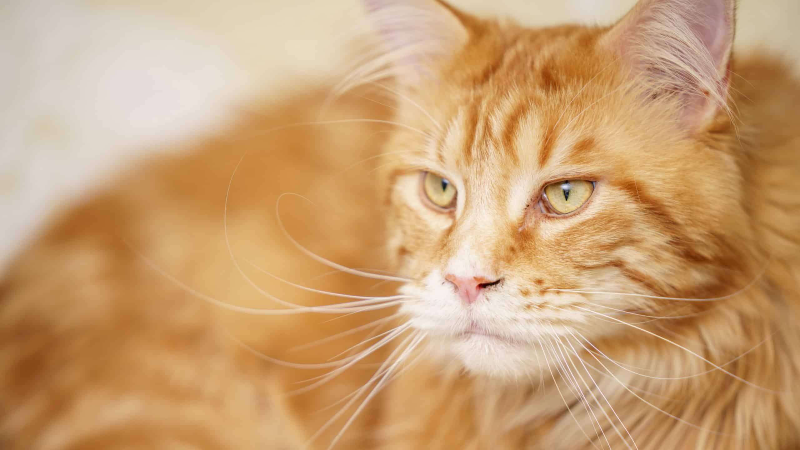 Portrait of an orange Maine Coon Cat
