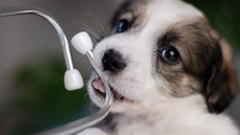 puppy at veterinary doctor with stethoscope on neck.sad dog sitting on table with face in palm with surgical glove.baby animal for health check up for vaccination.pet biting ear tips,tubes.