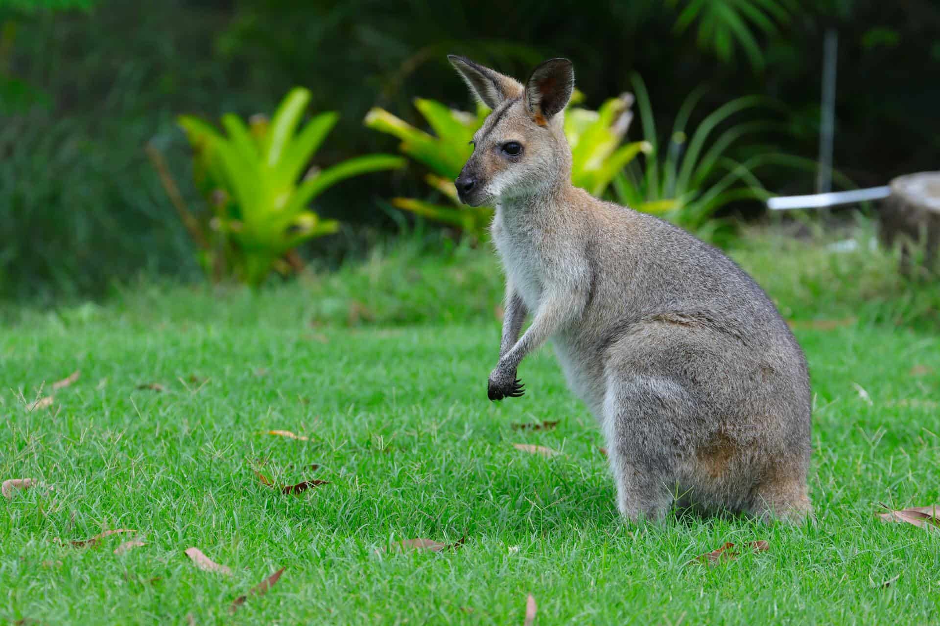Wallabies / Kangaroo in Close Up
