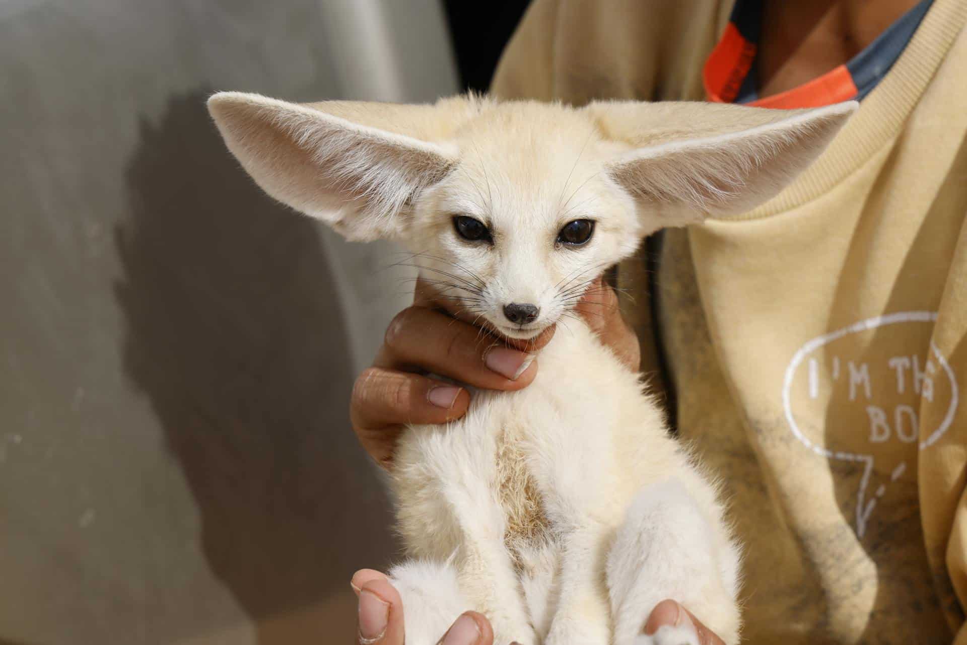 Person Holding a Fennec Fox