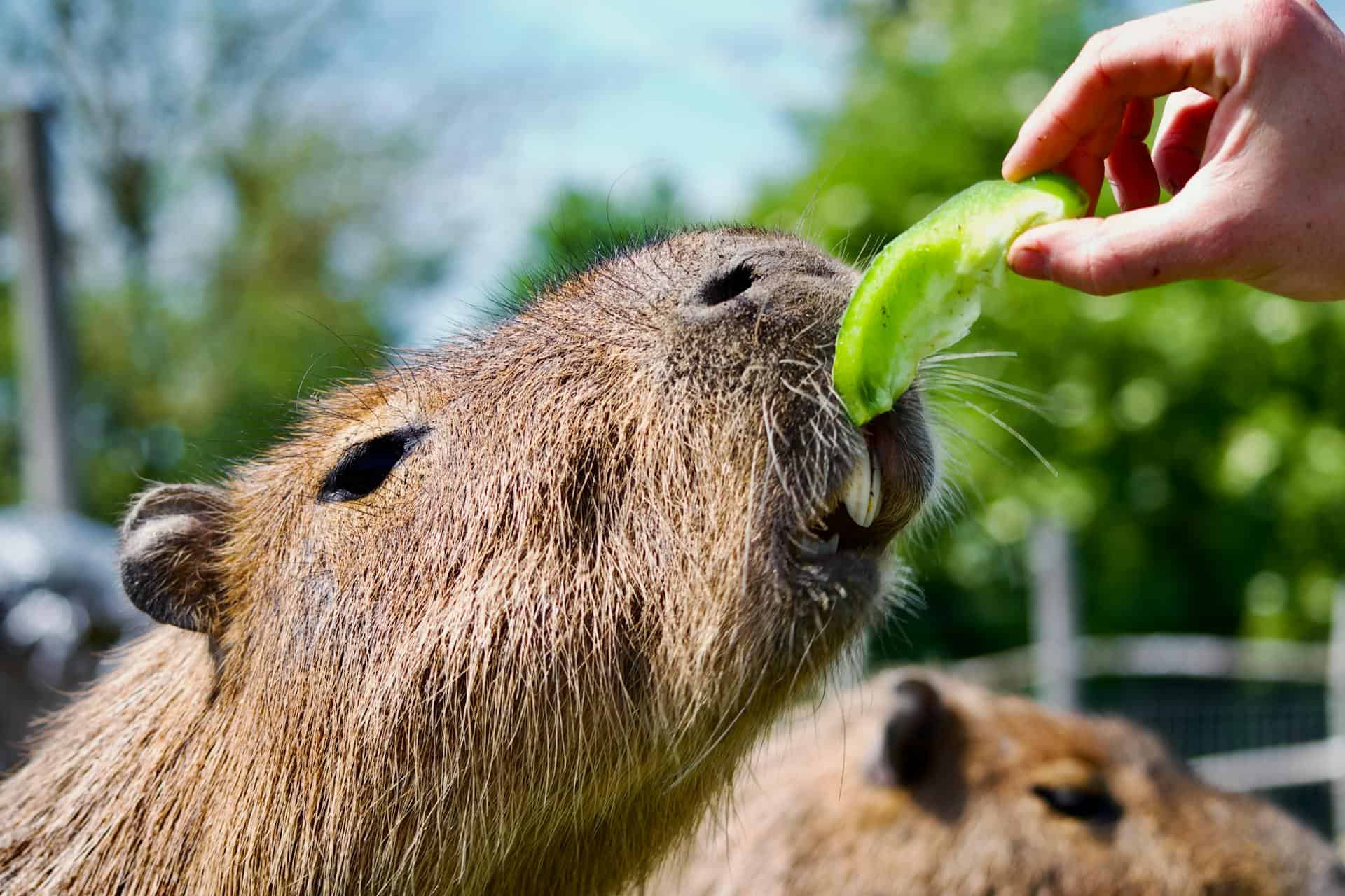 Person Feeding Capybara